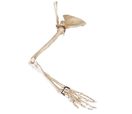 康人 手臂骨、肩鉀骨、鎖骨模型 KAR/11123