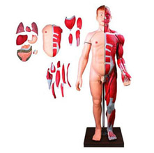  人體全身層次解剖附內臟模型KAR/10001-2 PVC材料