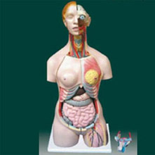  男、女兩性人體半身軀干模型KAR/10002  