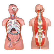  無性人體半身軀干模型KAR/10003B  