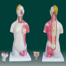  男、女兩性人體半身軀干模型KAR/10003A  