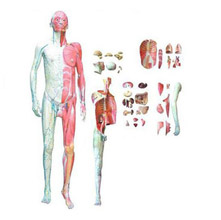  人體全身層次解剖附內臟模型KAR/10001-1  