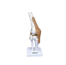  肘關節功能模型KAR/11209-2  