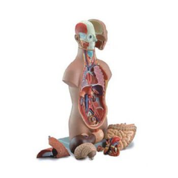  無性人體半身軀干模型KAR/10003C  