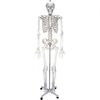  女性人體骨骼模型2KAR/11101-2  