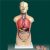  男、女兩性人體半身軀干模型KAR/10003D  